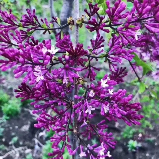 盐城紫丁香种植基地