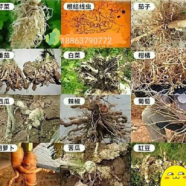 淡紫拟青霉，纯生物活菌制剂，有效防治根结线虫，促进作物生长