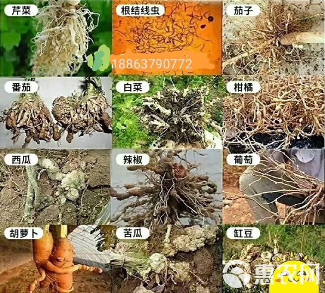 淡紫拟青霉，纯生物活菌制剂，有效防治根结线虫，促进作物生长