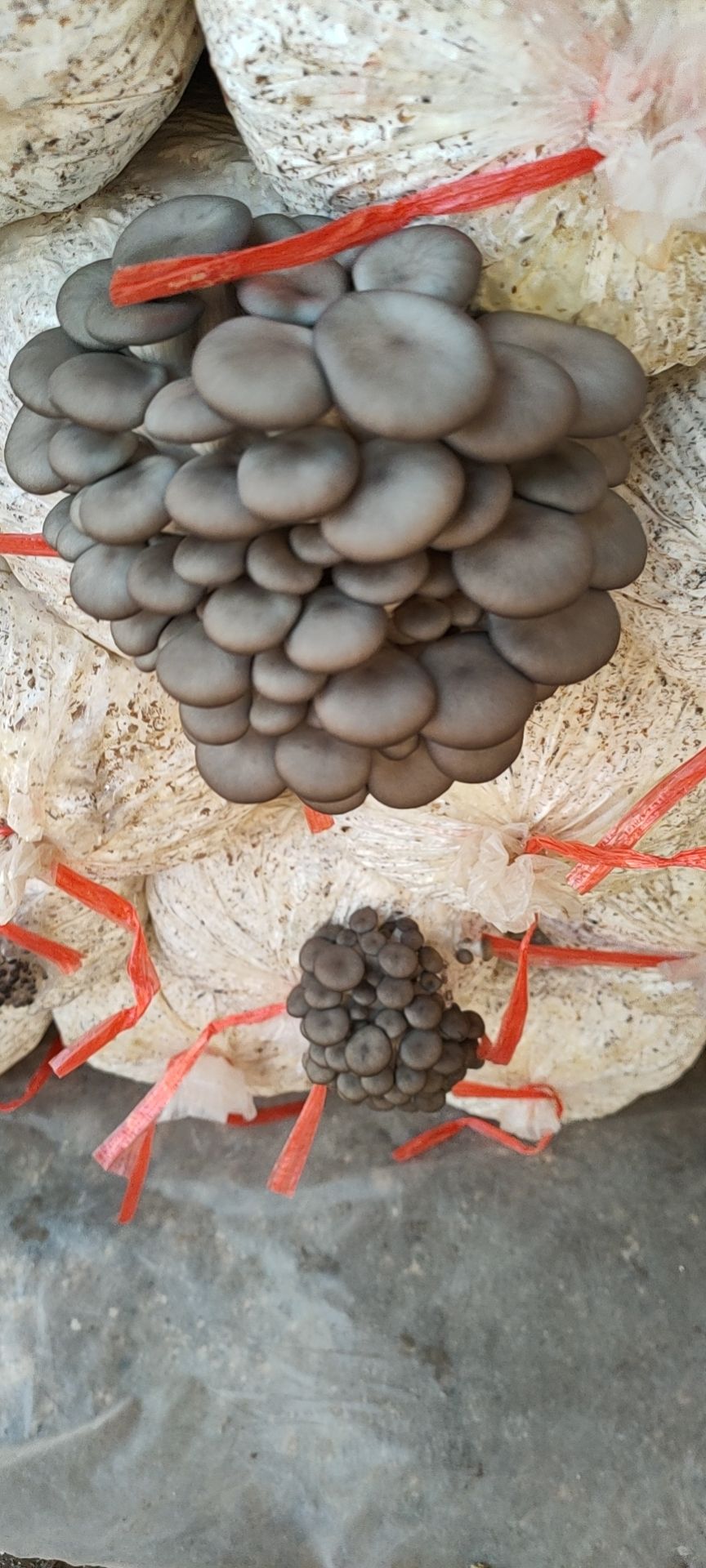 平菇菌种 低价处理一批高温平菇岀菇菌包