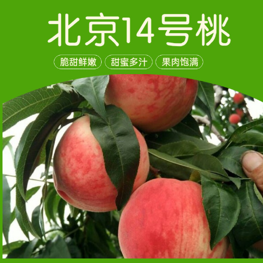 盖州市北京14号桃苗 人工嫁接苗，基地直发，现挖现发，量大优惠