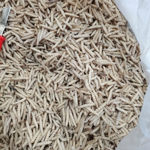 广州小竹虫