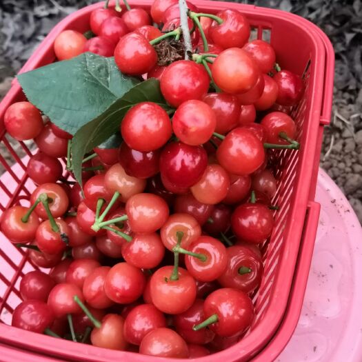 成都 黑珍珠樱桃