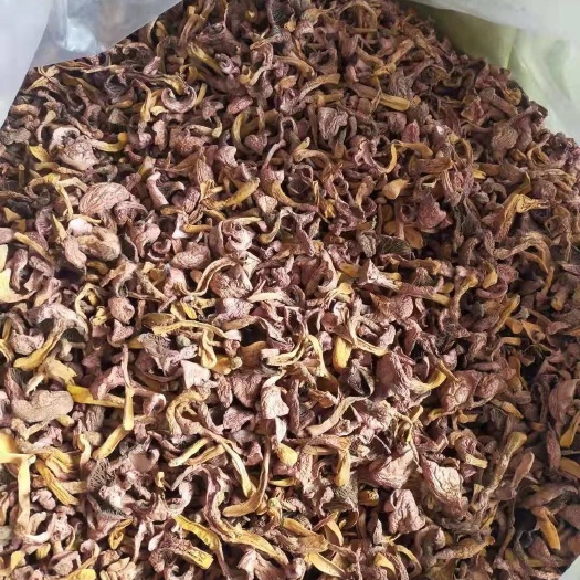承德县野生红蘑  肉蘑 松树伞蘑菇 烤干精品条