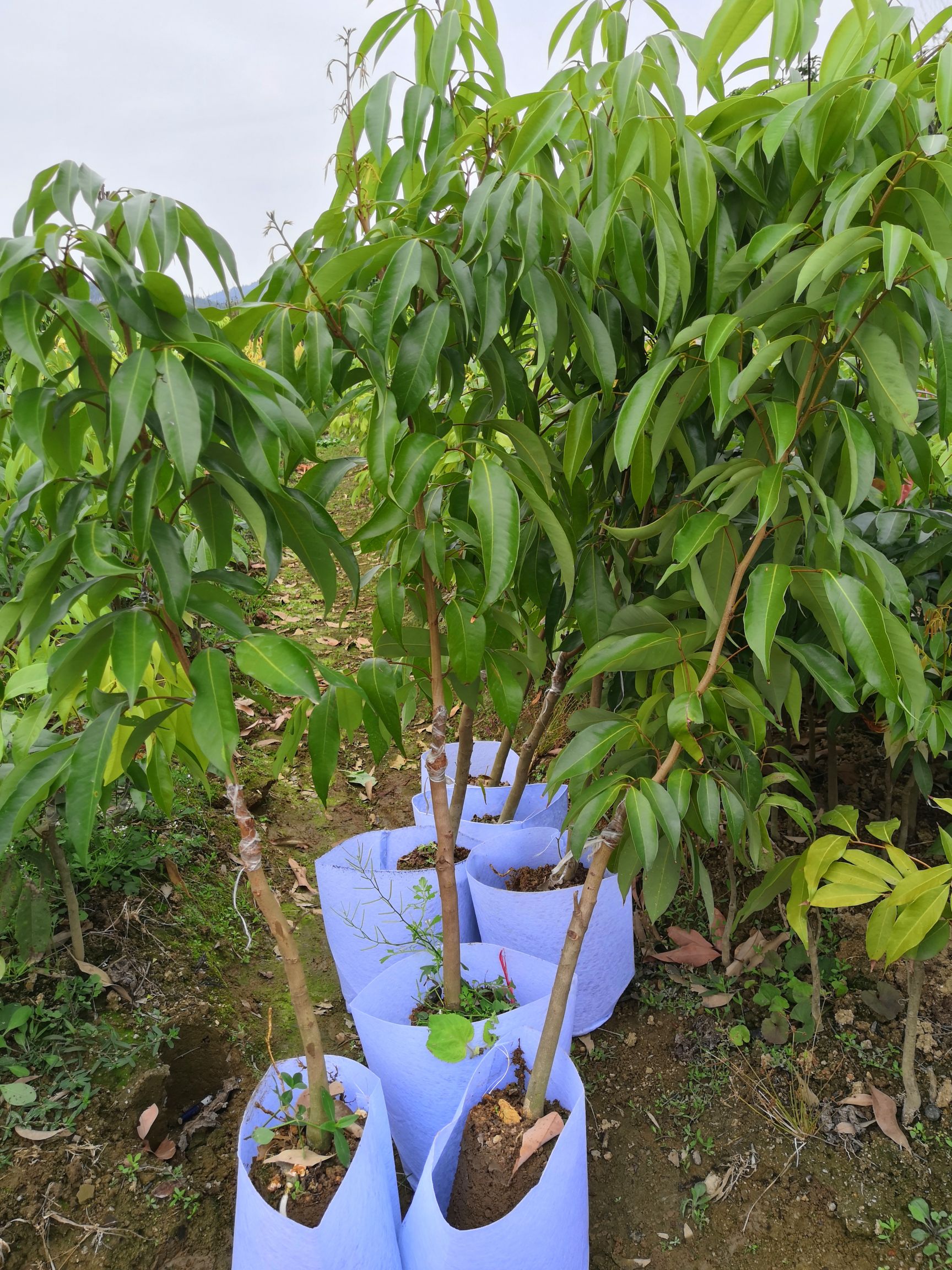 无核荔枝苗嫁接苗