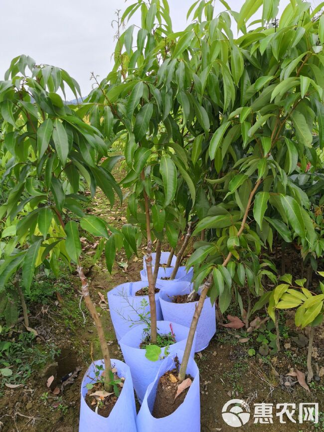 无核荔枝苗嫁接苗