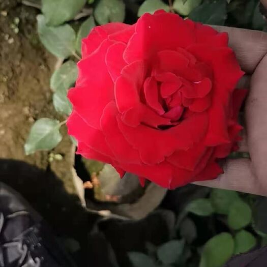 台安县 大花月季