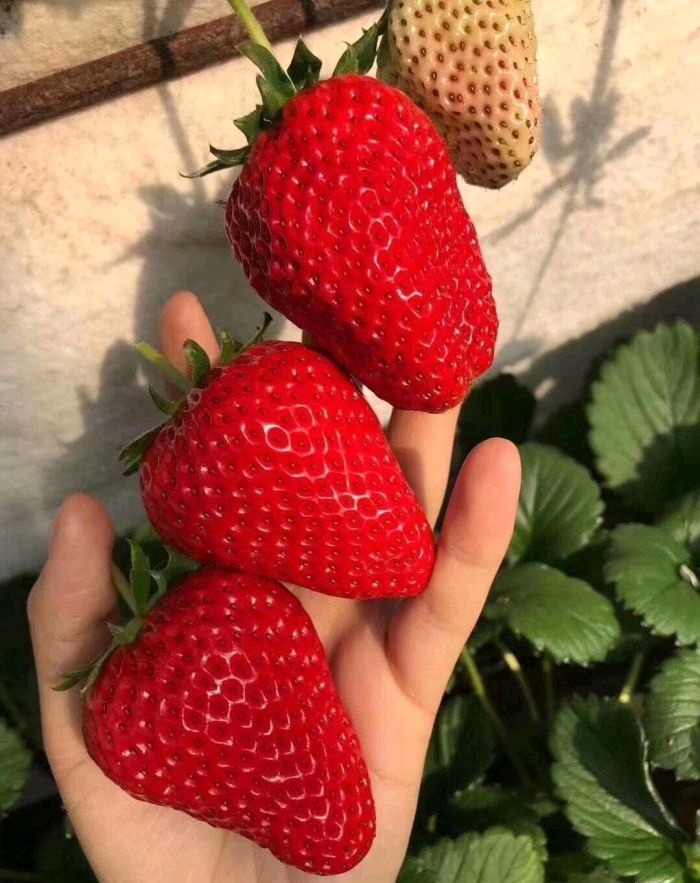 红颜草莓苗  脱毒二代三叶一心红颜苗