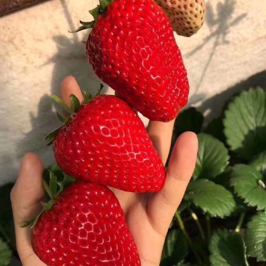 泰安红颜草莓苗  脱毒二代三叶一心红颜苗