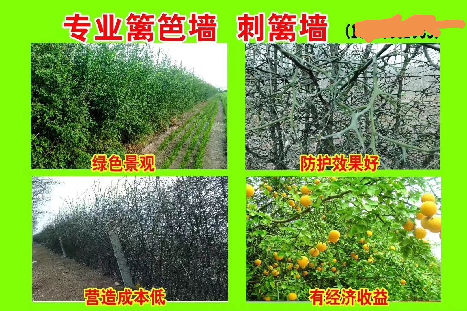 臭橘苗，又名枸橘，铁篱笆。自产自销，保成活。