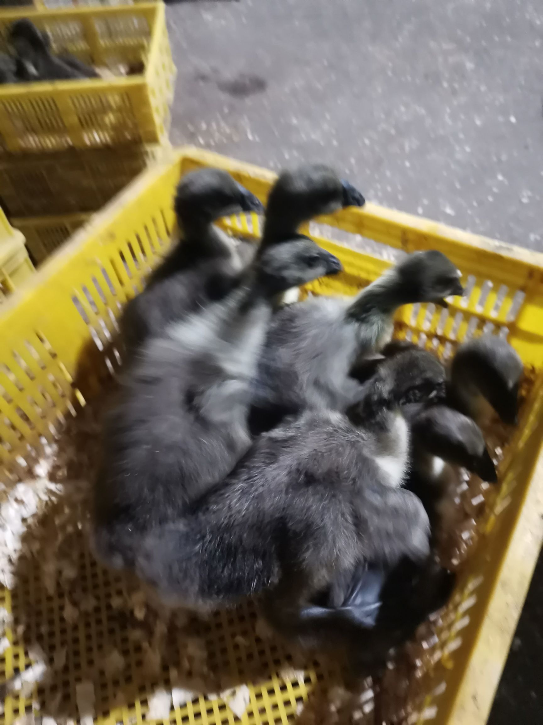 脱温狮头鹅苗(大苗)