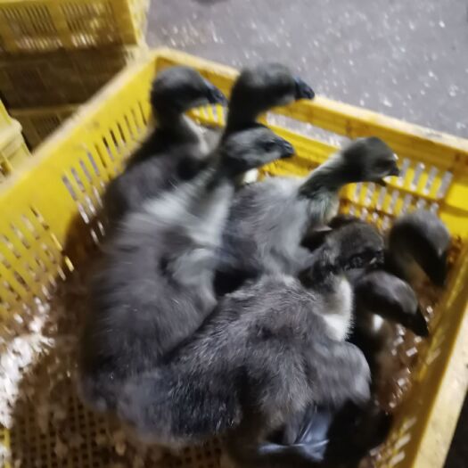 合浦县脱温狮头鹅苗(大苗)