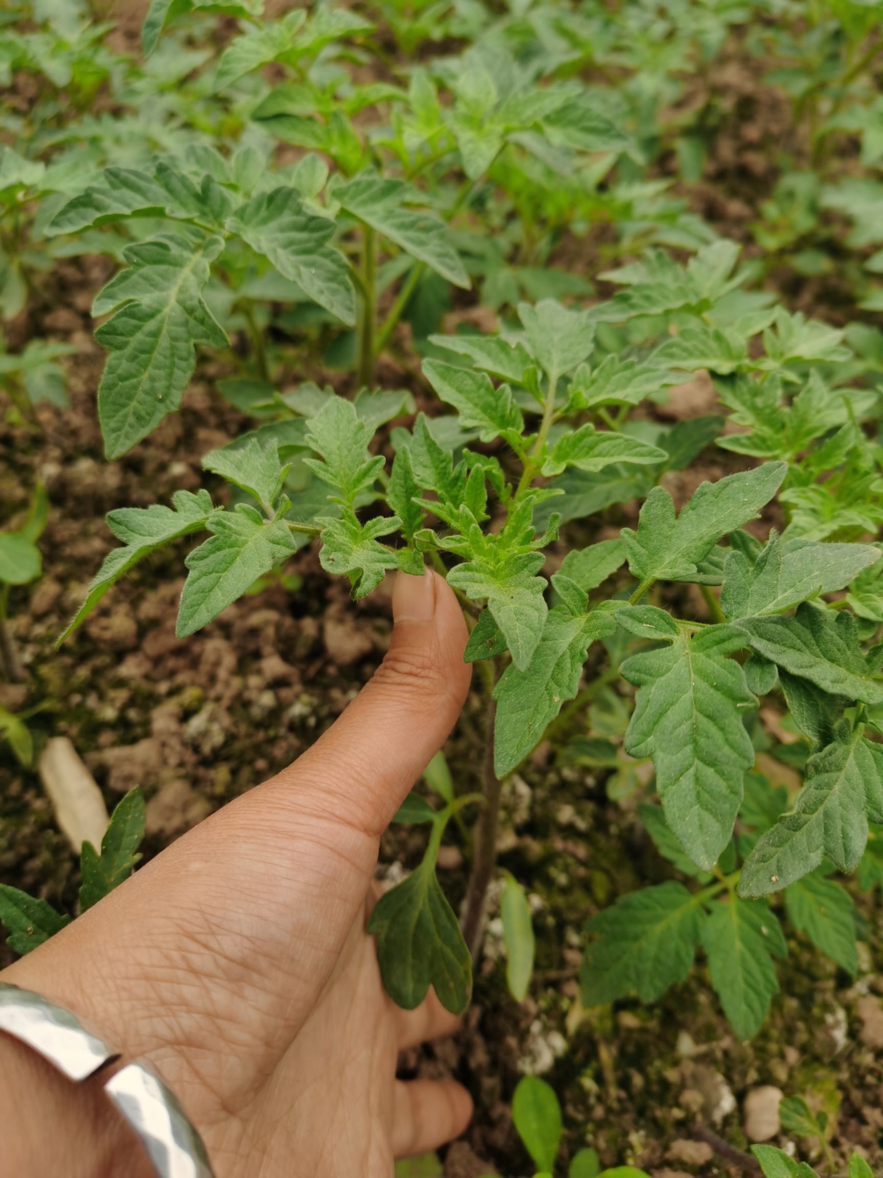 番茄苗，大红番茄苗，番茄味浓郁