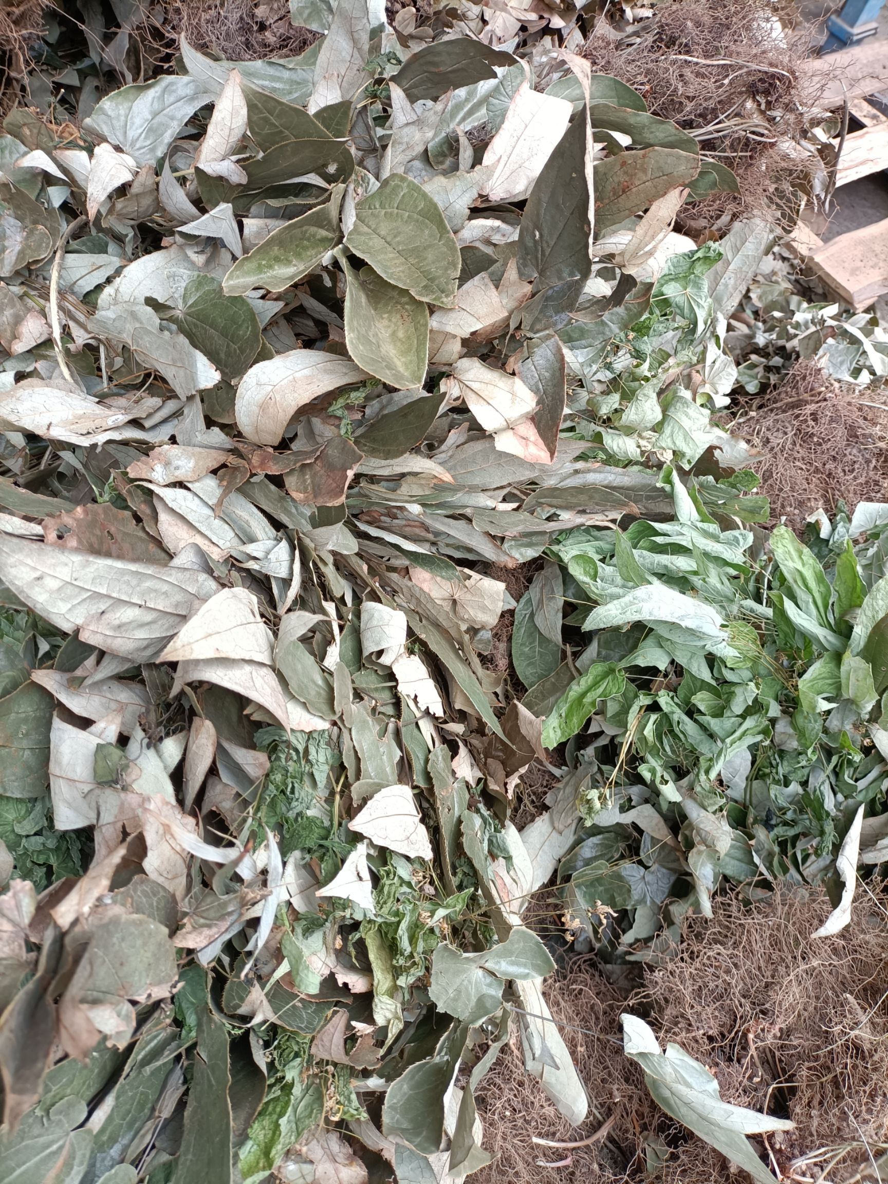 箭叶淫羊藿  中药材 淫羊藿 产地直销，非人工种植，大货批发