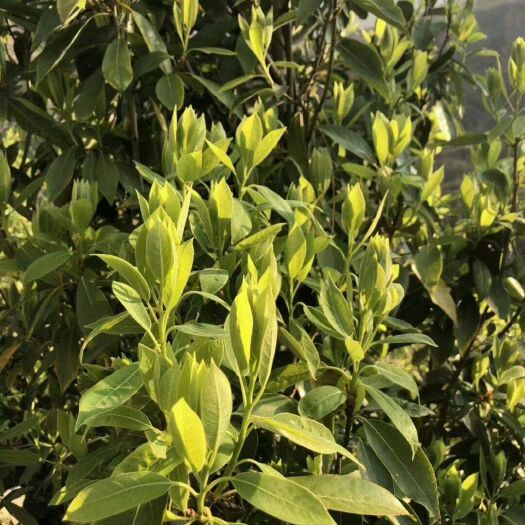 西昌市会东老鹰茶
