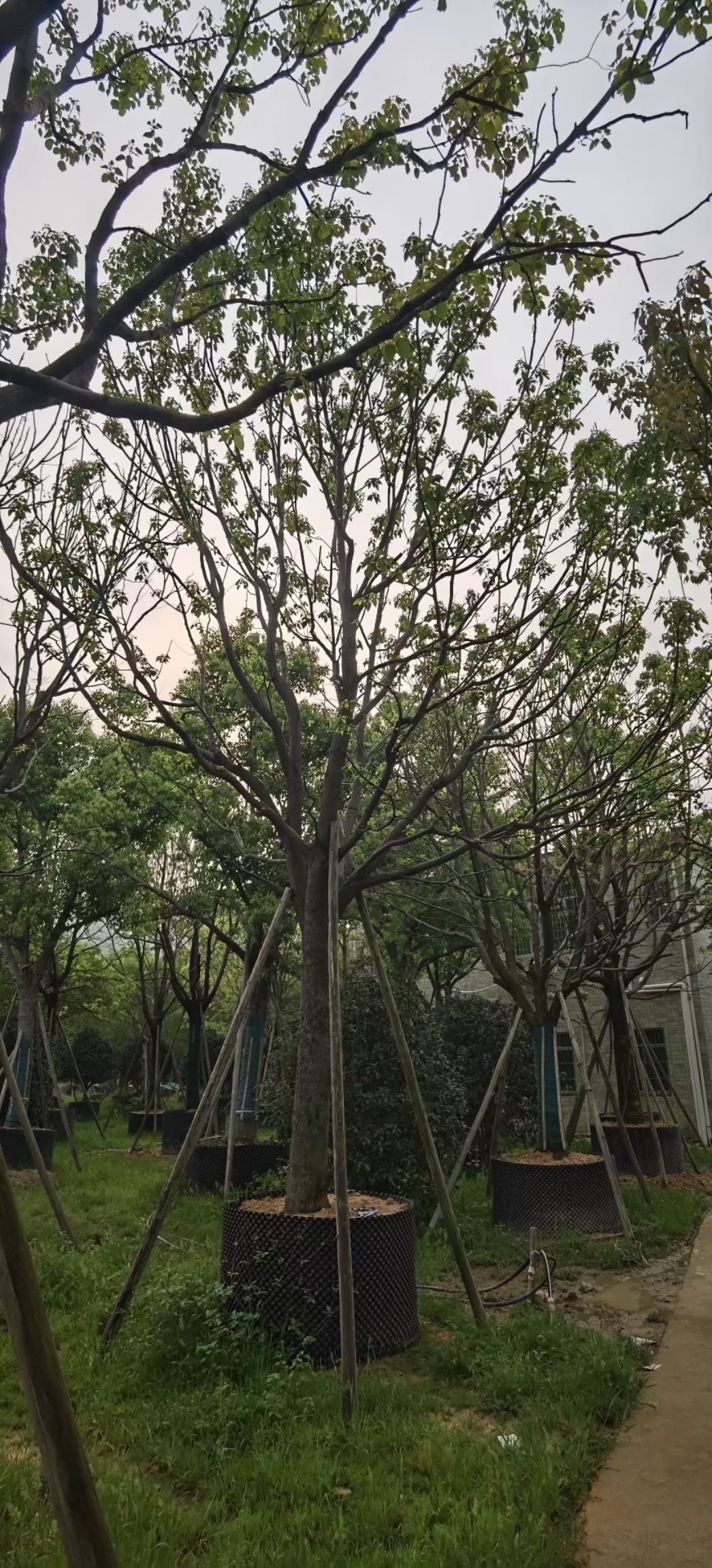 全冠假植香樟，小叶香樟基地