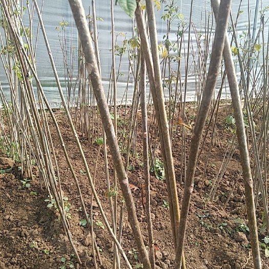 枣庄红油香椿苗  红油香椿树苗两年半苗，手指粗细
