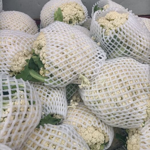 三原县白花菜花 散花菜大量上市中