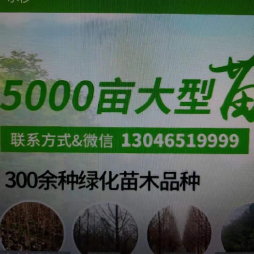 盐城暴马丁香  垂枝丁香供应出售价格，发货快