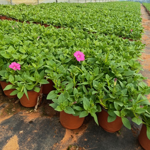 宜良县牵牛花 矮牵牛 牵牛花盆景 长期供应牵牛花各种规格