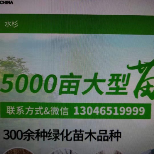 盐城紫丁香苗木基地