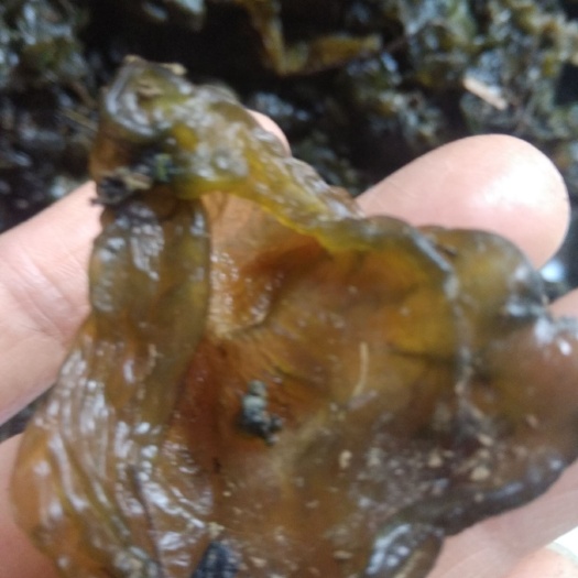 东安县湖南永州新鲜地皮菜。