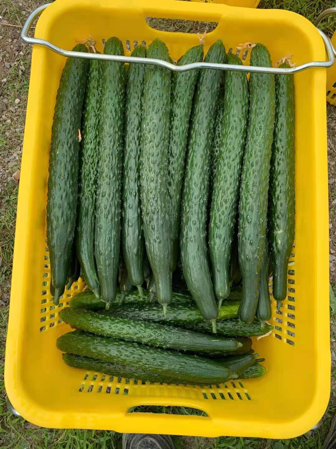 短把黄瓜种子密刺高产耐热耐寒油亮春夏秋籽青瓜旱抗病好蔬菜种孑