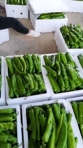 牛角椒 陕西辣椒产区 实力代办 支持视频看货