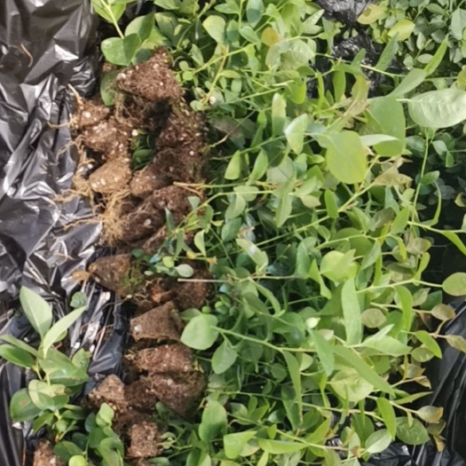 泰安薄雾蓝莓苗  蓝莓组培苔藓苗，珠宝，薄雾，奥尼尔，优瑞卡，绿宝石，天后