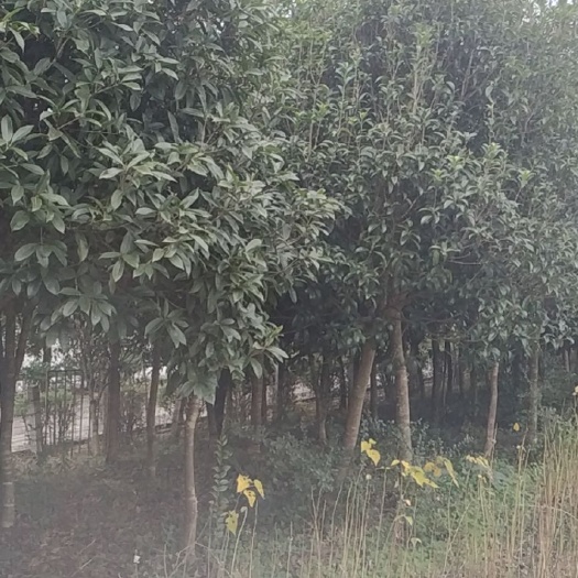 宁强县金桂  桂花树  桂花，各种规格，球状，毛冠，精修冠都有货，独杆，低