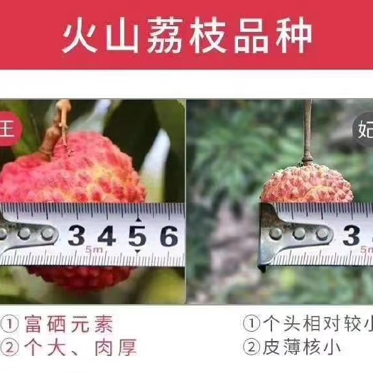 海口妃子笑白糖罂 永兴荔枝王，果大，很甜。