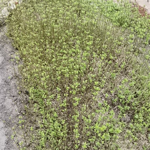 岳西县丛生紫荆  紫珠 紫珠苗 安徽省大别山紫珠 家庭园艺紫珠鲜切