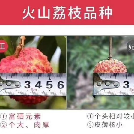 海口 海南永兴荔枝王，果大，超甜！