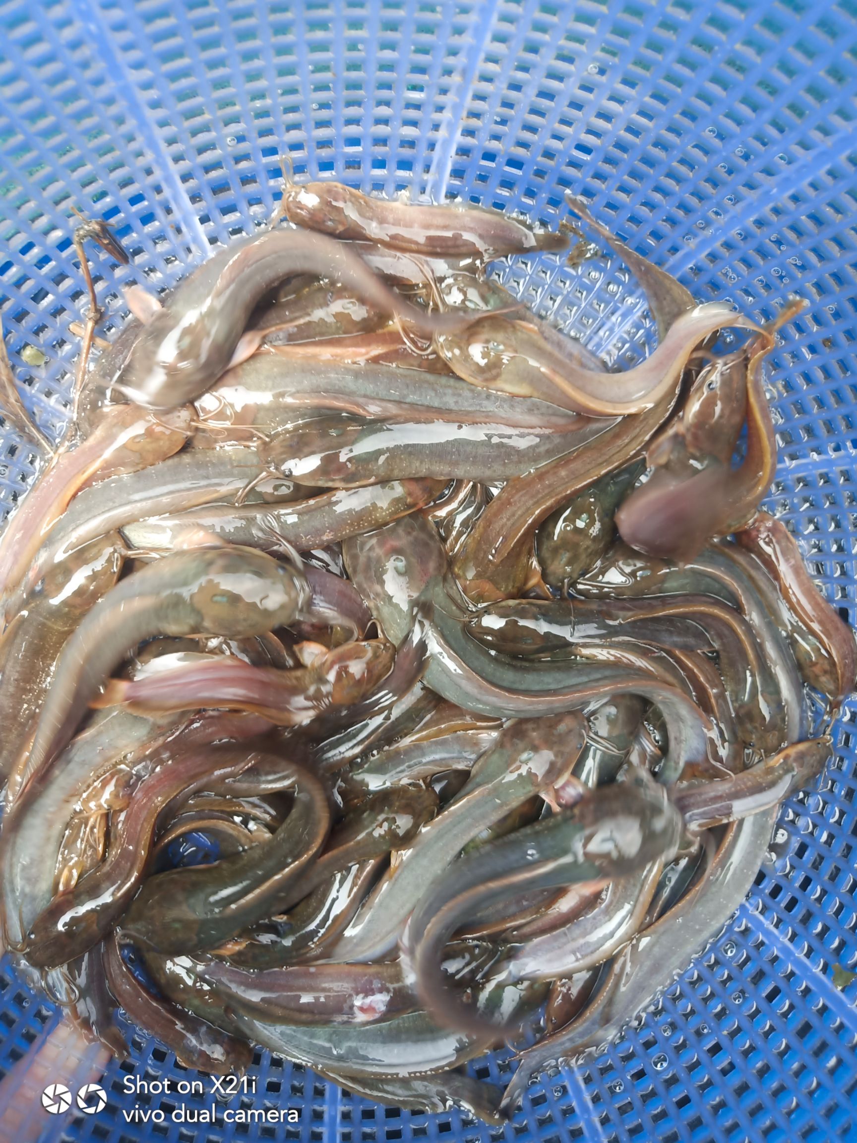 本地塘鲺  塘鲺魚苗