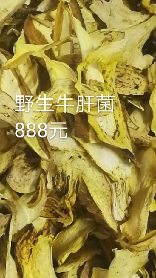 庆元县黄牛肝菌 干牛肝菌