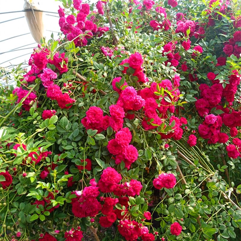 四季爬藤植物木香花苗白黄甜蜜木香红木香白木香浓香植物花卉