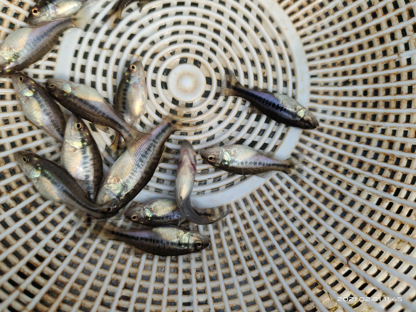 3－5公分加洲鲈鱼苗，加洲鲈开口鱼苗