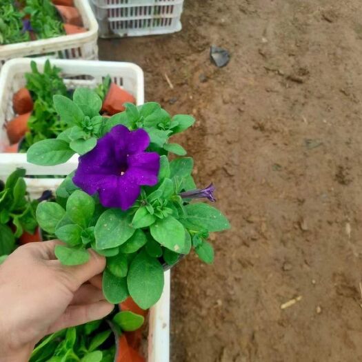 青州市 矮牵牛红色紫色玫红色
