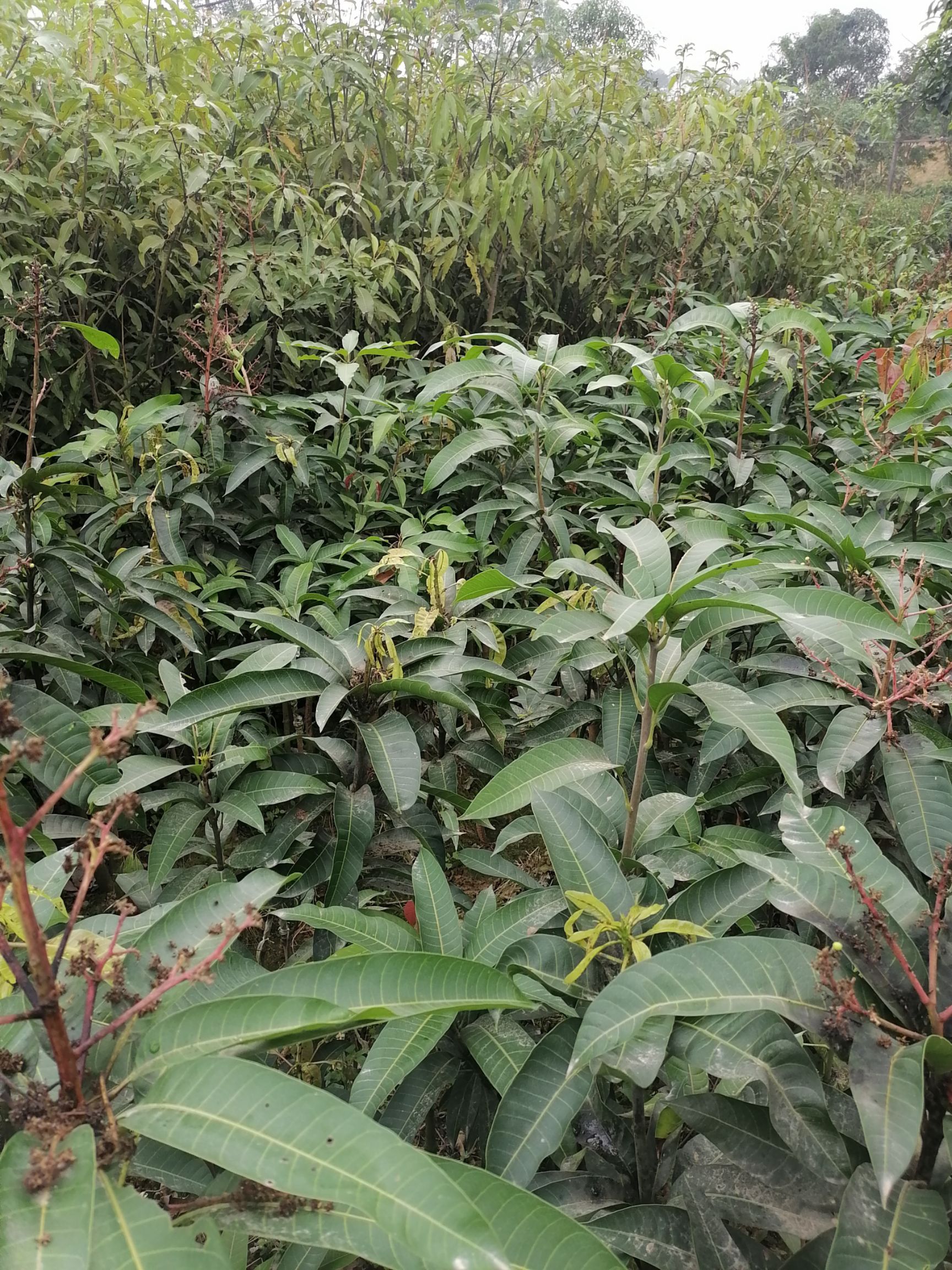 金煌芒果苗  金皇芒裸根苗