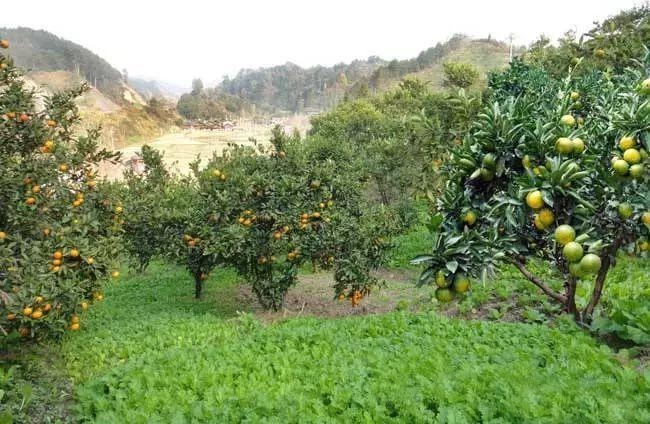 渠县果园 果苗树苗 低价出售，全是耙耙柑果苗，达州渠县