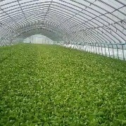 曹县快白菜 山东省精品蔬菜批发基地