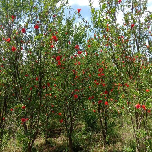 新野县花石榴苗  花石榴