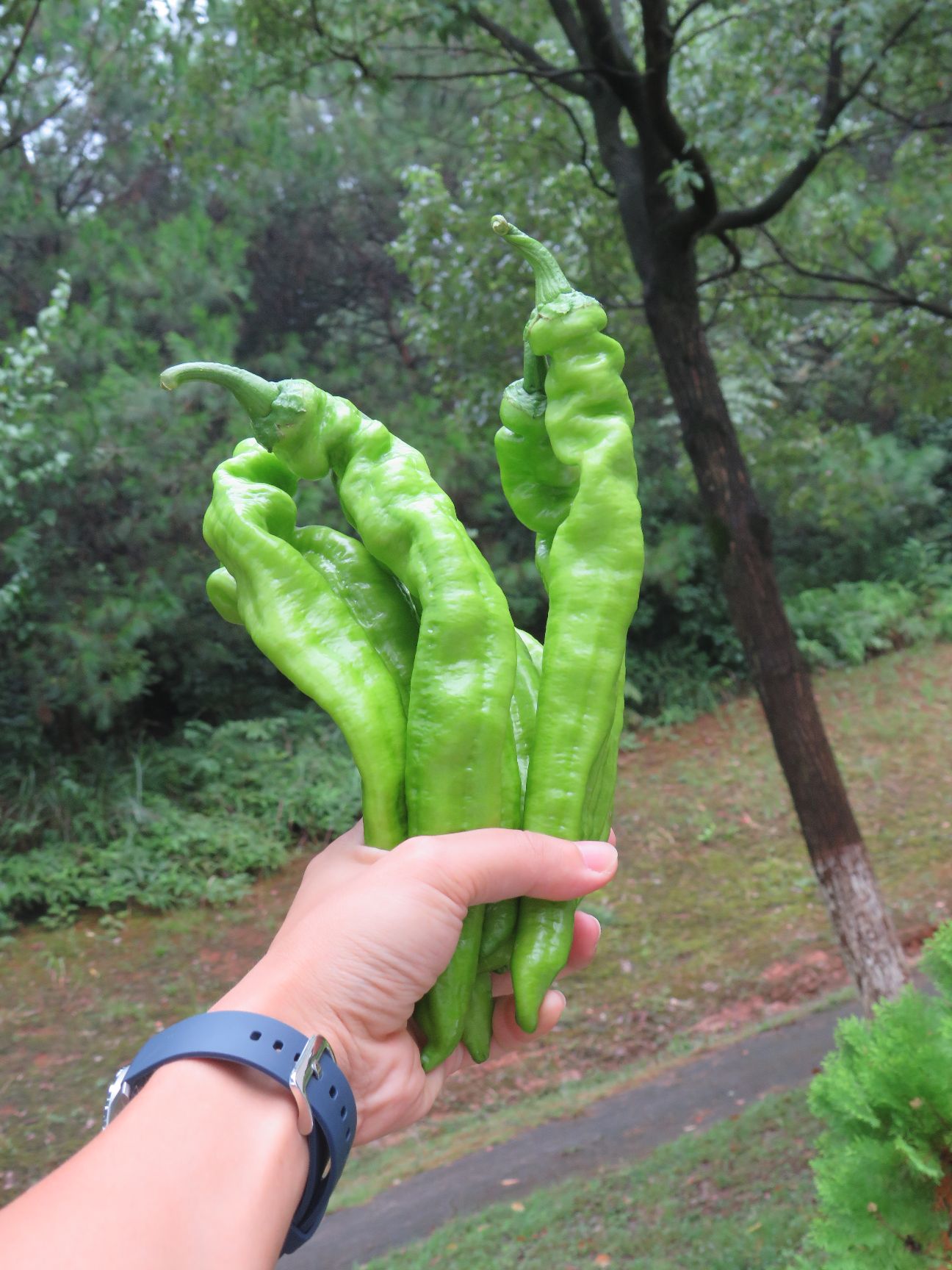 羊角椒苗