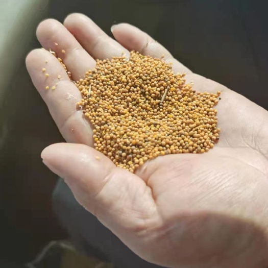 四子王旗黄菜籽 内蒙地区优质菜籽