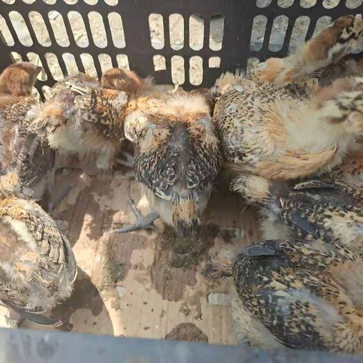广汉市 鸡苗   脱温鸡   老母鸡出售