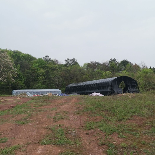 衡南县山地  衡阳衡南50亩荒林地招租
