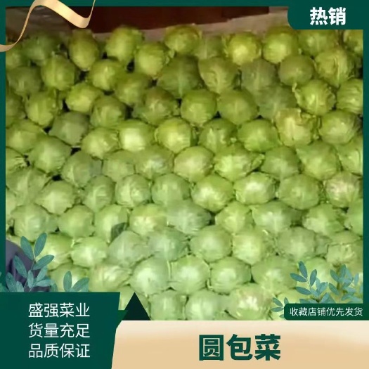 中甘系列  包菜中甘21。大量上市。欢迎新老客户前来采购。