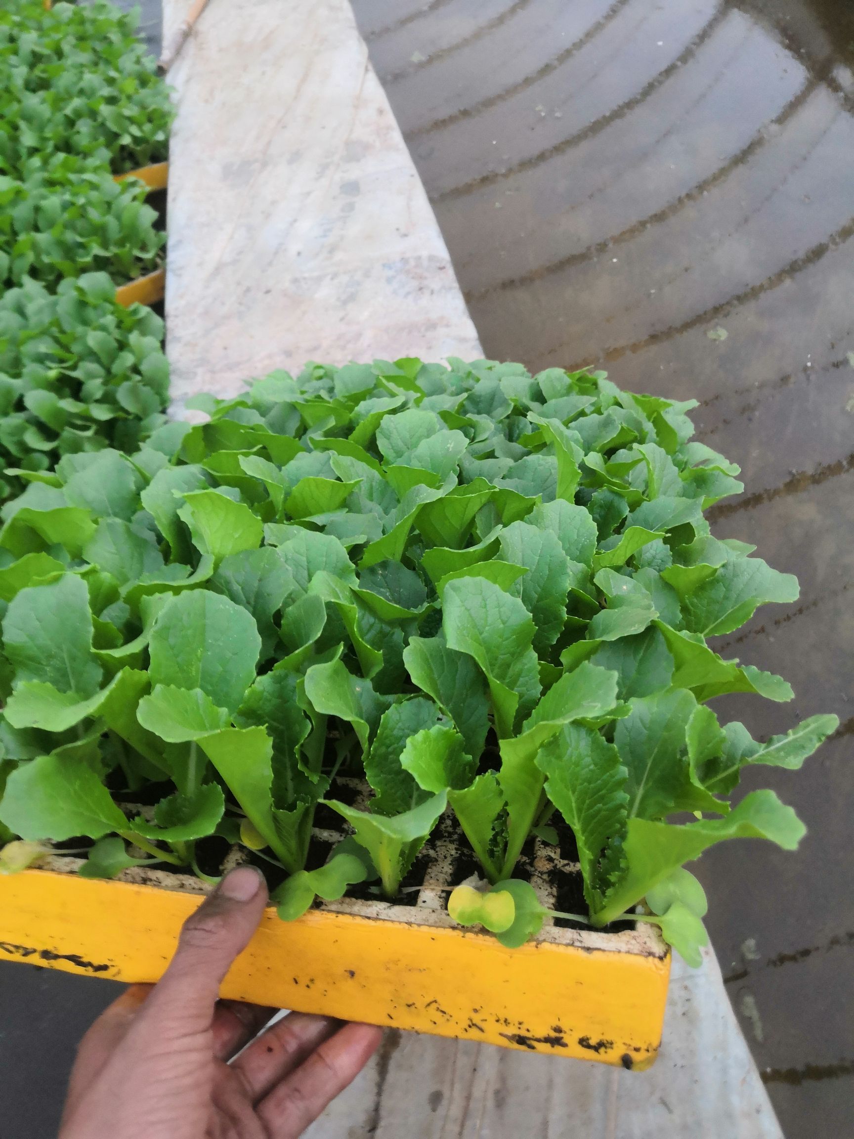秋绿60白菜苗，茶氏育苗基地常年供应各种各样蔬菜苗，欢迎全国