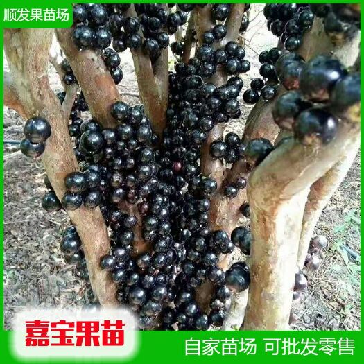 灵山县嘉宝果苗   福冈树葡萄苗  果实大