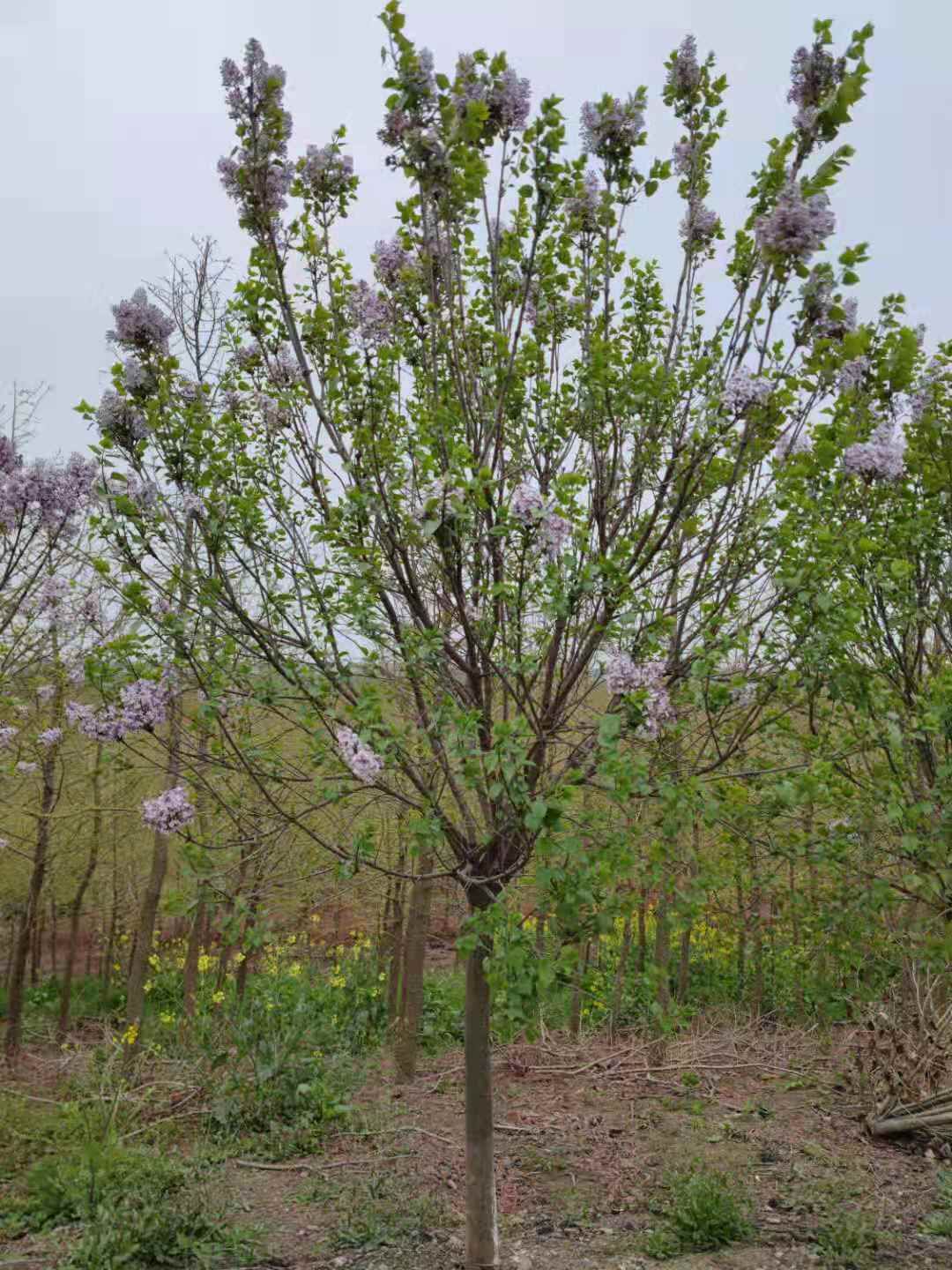  紫丁香 地径6公分，8公分，10公分价格
